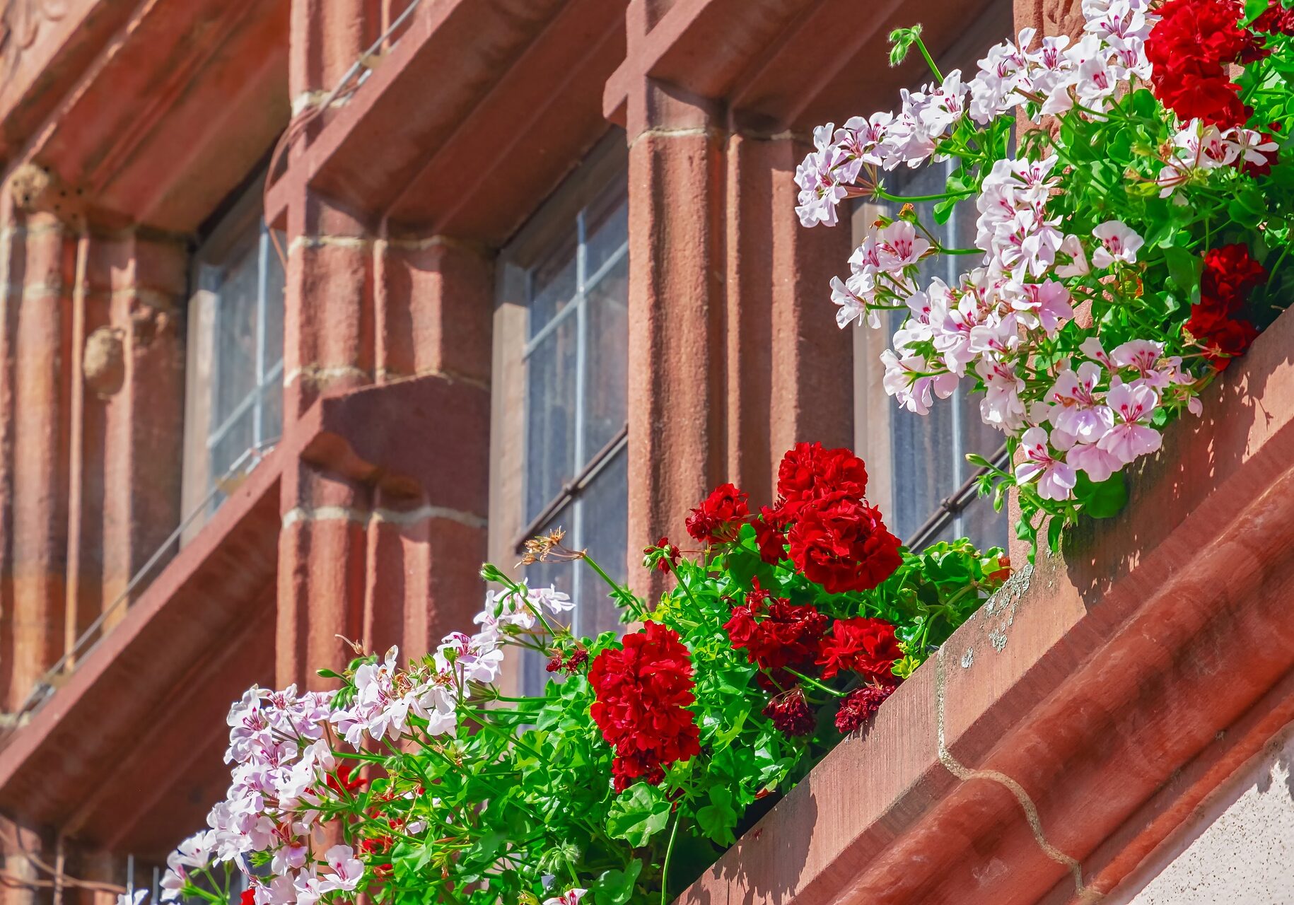 flower-3571338_1920